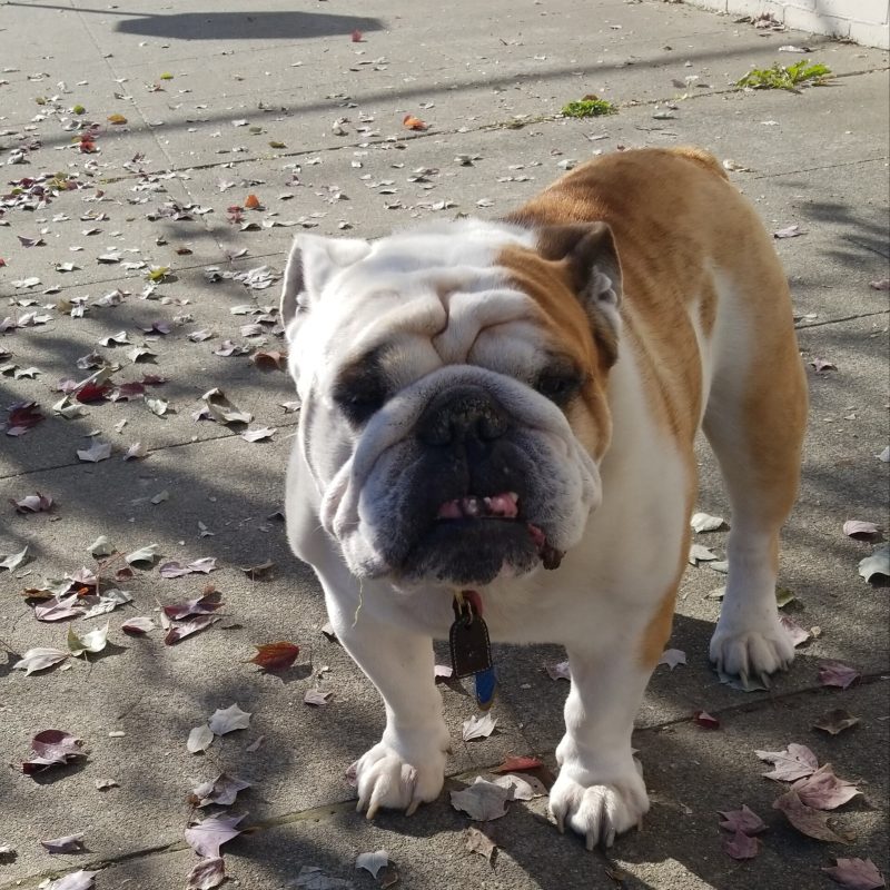 Adult fawn and white Bulldog standing on a leaf-strewn sidewalk, facing the camera