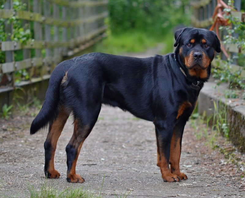 Adult black and rust Rottweiler standing on a path between wooden fences
