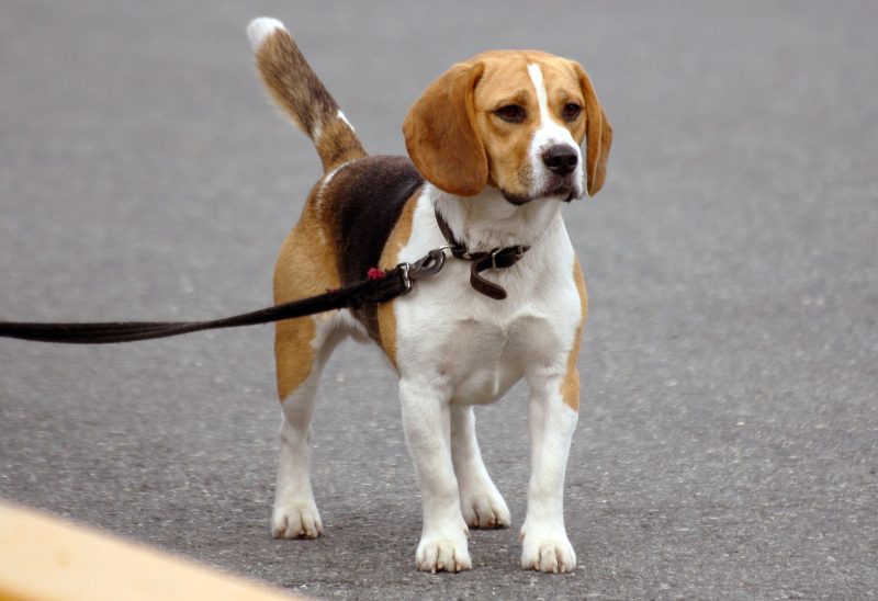 Adult tricolor Beagle standing on pavement wearing a collar and leash
