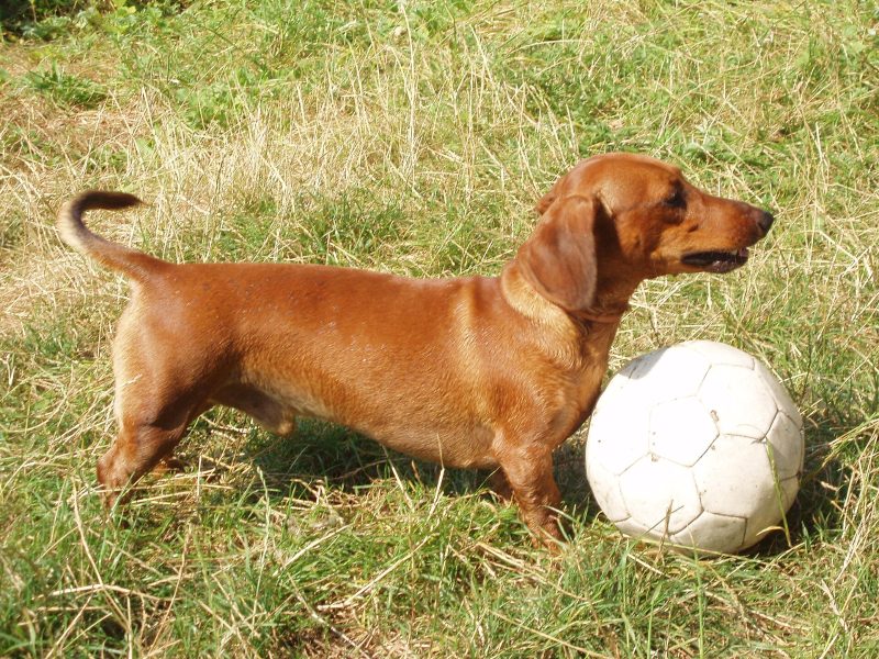 Adult red smooth-haired Dachshund standing in grass next to a soccer ball
