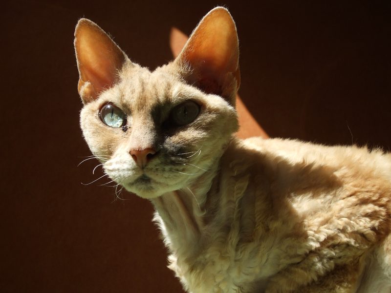 Head and shoulders of an adult cream Devon Rex cat with very large ears and a wavy coat in sunlight