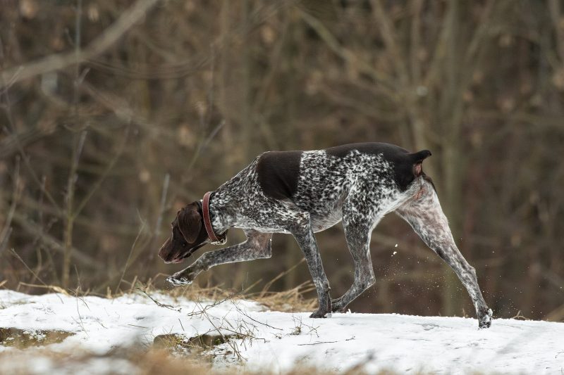 Adult liver and white ticked German Shorthaired Pointer trotting across snow with its nose to the ground