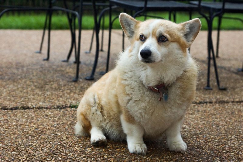 Adult red and white Pembroke Welsh Corgi sitting on a patio and looking to the side