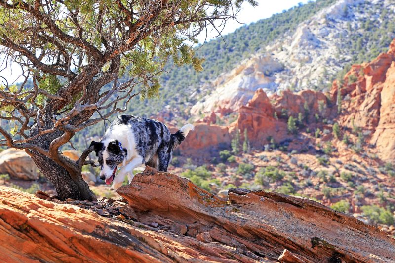 Blue merle Australian Shepherd walking across red sandstone beneath a juniper tree in Utah