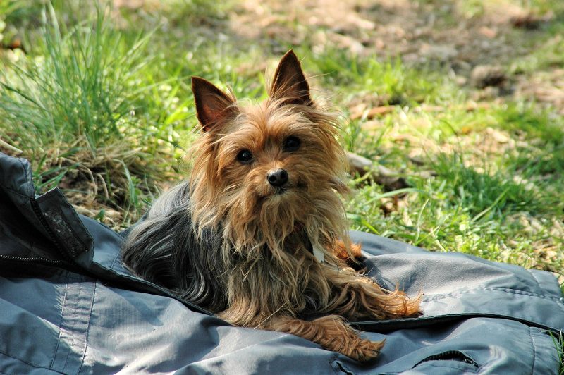 Adult Yorkshire Terrier in a short coat lying on a jacket in the grass