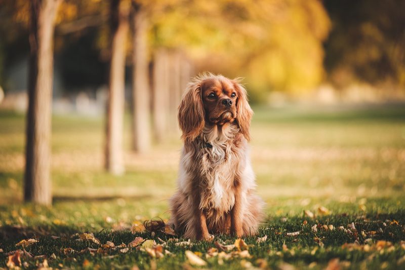 Adult ruby Cavalier King Charles Spaniel sitting on autumn grass among trees