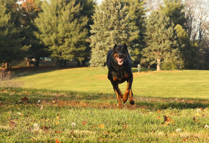 Black and rust Doberman Pinscher with cropped ears running toward the camera across a lawn
