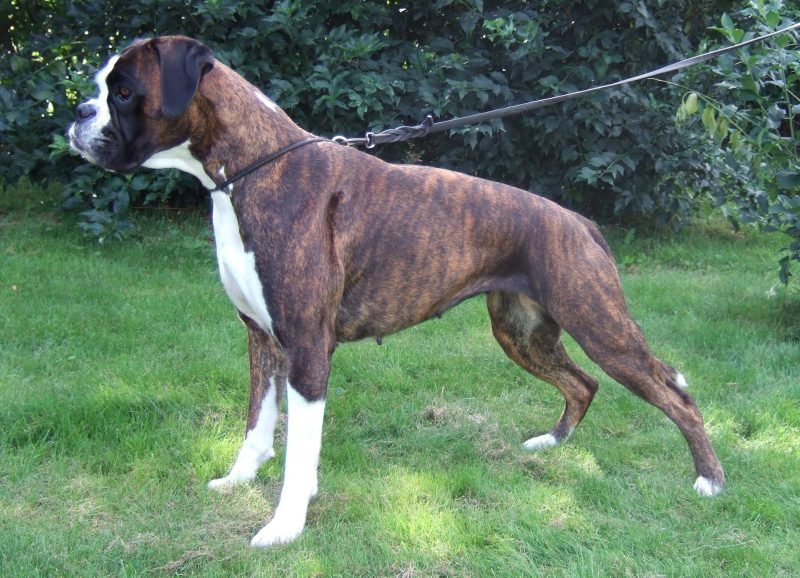 Adult brindle Boxer with white markings standing in profile on a lawn