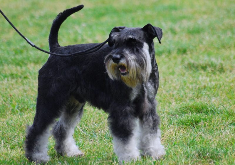 Adult black and silver Miniature Schnauzer standing on grass