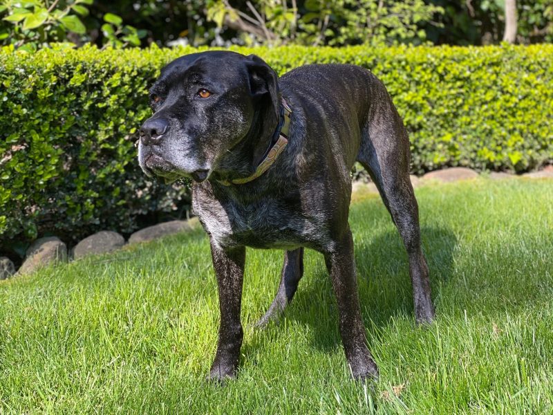 Adult black brindle Cane Corso female standing on a lawn in front of a hedge