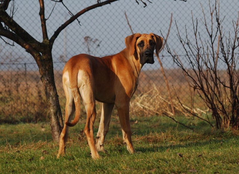 Adult fawn Great Dane with natural ears standing in a garden and looking back over its shoulder