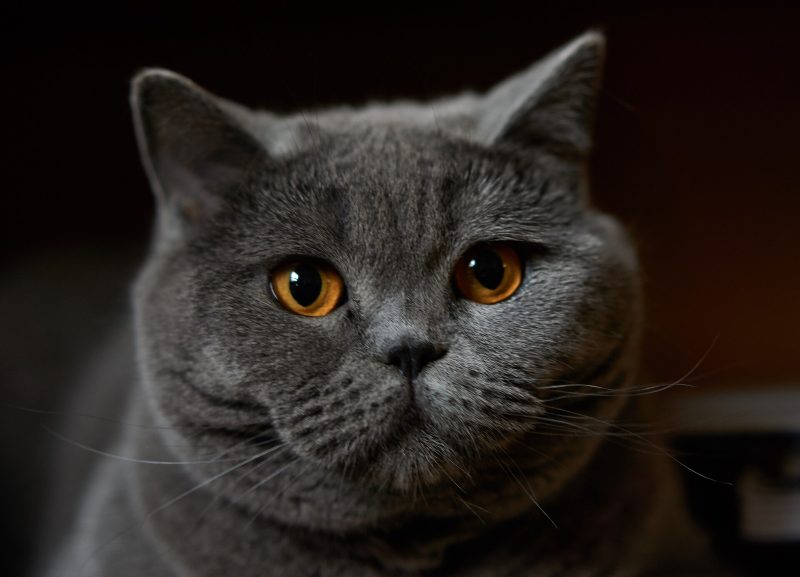 Head and shoulders of an adult blue British Shorthair cat with copper eyes looking at the camera