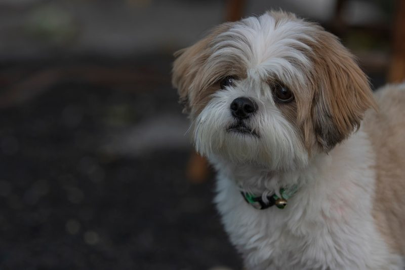 Head and shoulders of a gold and white Shih Tzu in a short pet trim looking at the camera