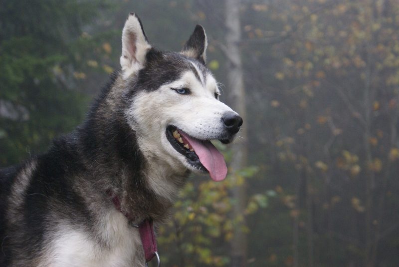 Head and shoulders of a gray and white blue-eyed Siberian Husky panting in an autumn forest