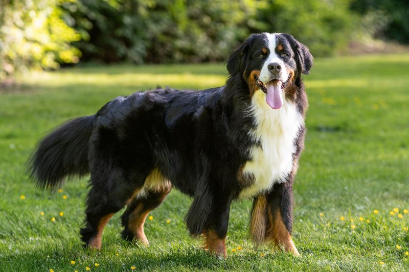 Adult tricolor Bernese Mountain Dog standing on a lawn with its tongue out