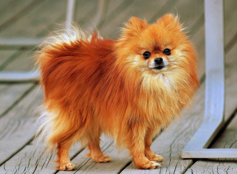 Adult orange sable Pomeranian standing on a wooden deck and looking at the camera