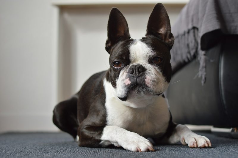 Adult black and white Boston Terrier lying on a carpet and looking at the camera