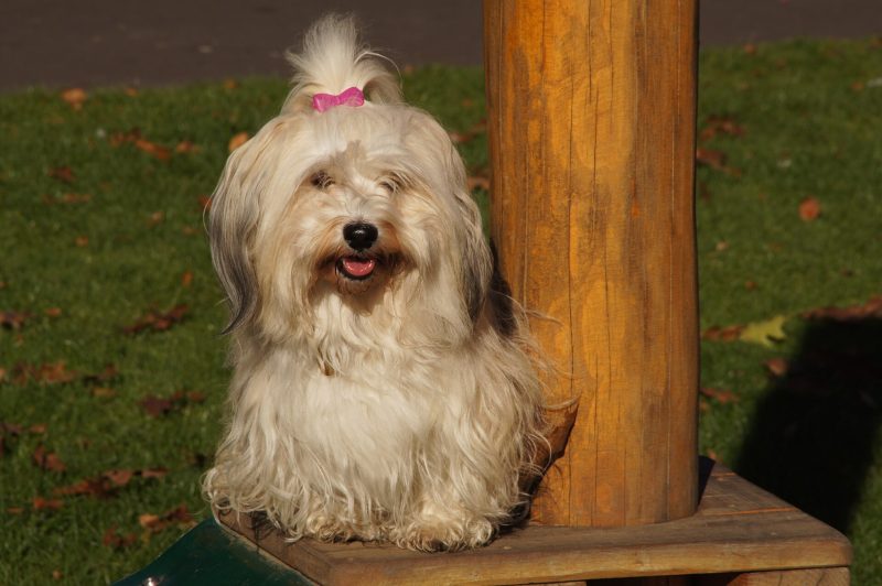 Adult cream and sable Havanese with a long silky coat sitting on a wooden bench beside a post