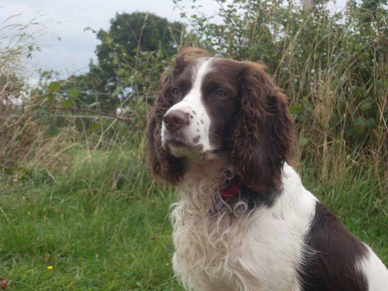 Head and shoulders of an adult liver and white English Springer Spaniel sitting in a grassy field