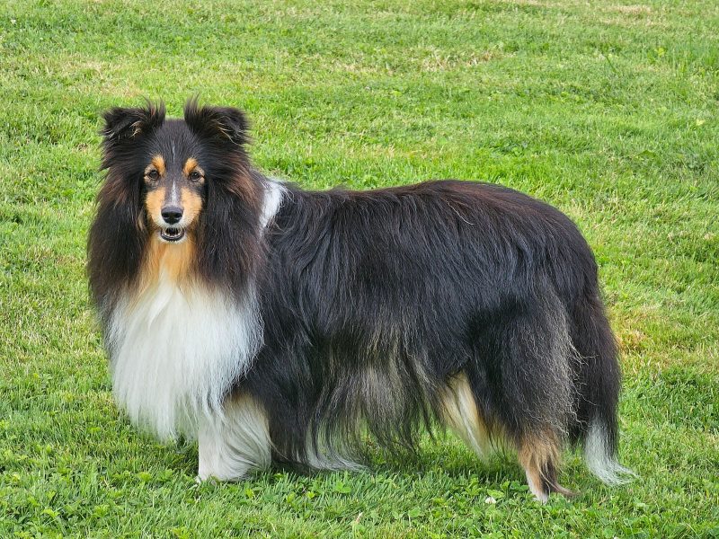 Adult tricolor Shetland Sheepdog with a full coat standing on a lawn and looking at the camera