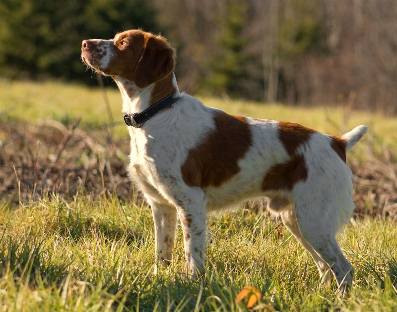 Adult orange and white Brittany standing in profile in a sunlit meadow