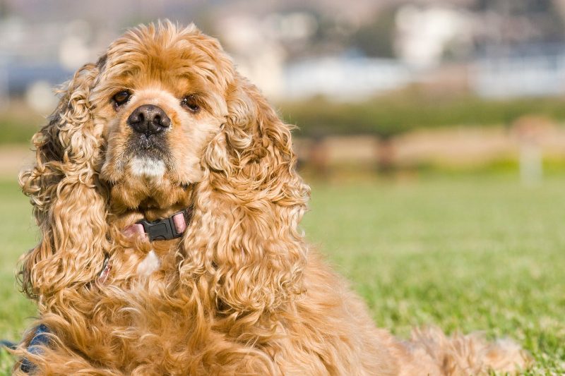 Adult buff Cocker Spaniel with long feathered ears lying on grass in a park