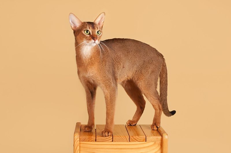 Adult ruddy Abyssinian cat standing on a wooden stool against a plain beige studio background