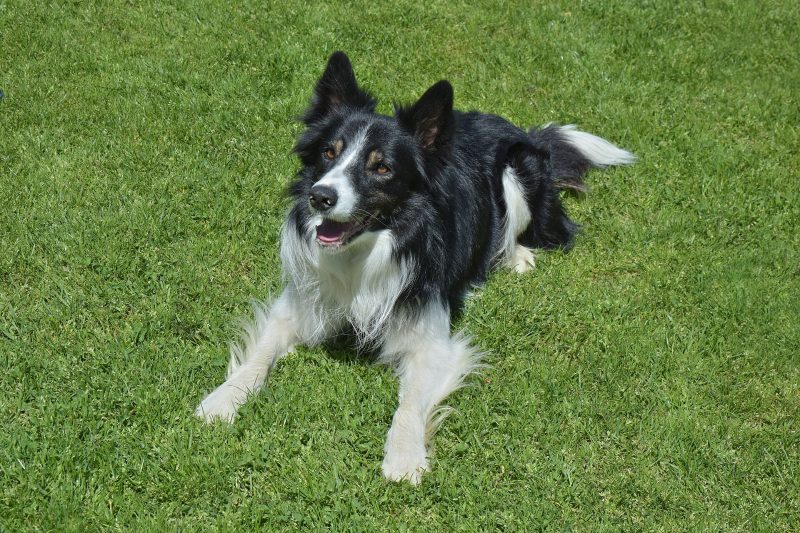 Adult black and white rough-coated Border Collie lying alert on green grass