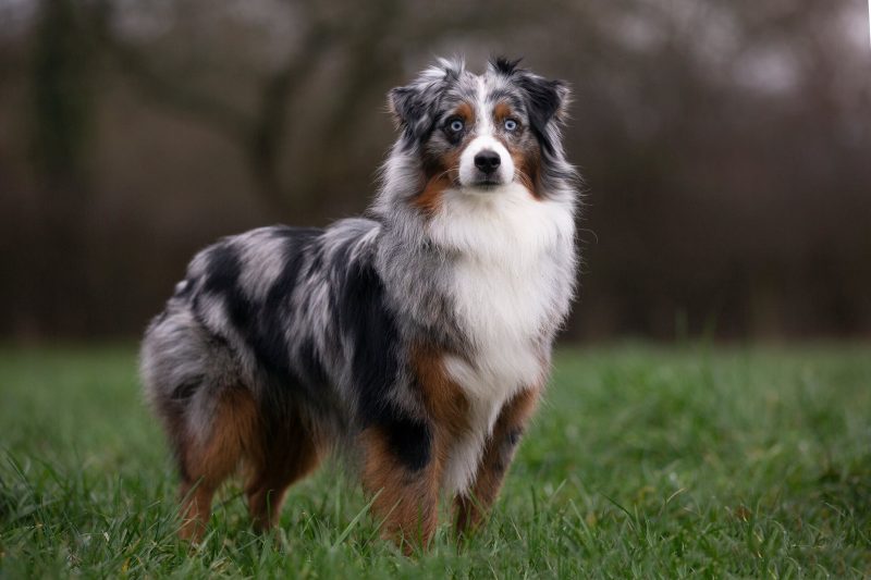 Adult blue merle Miniature American Shepherd with blue eyes standing in a grassy field