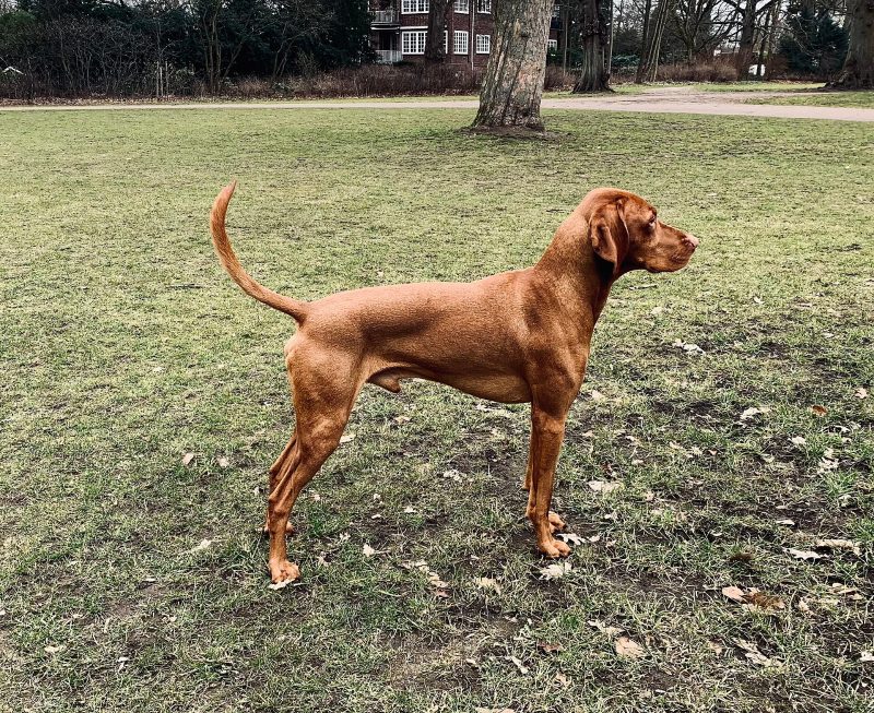 Adult golden-rust Vizsla standing in profile on a grassy park lawn