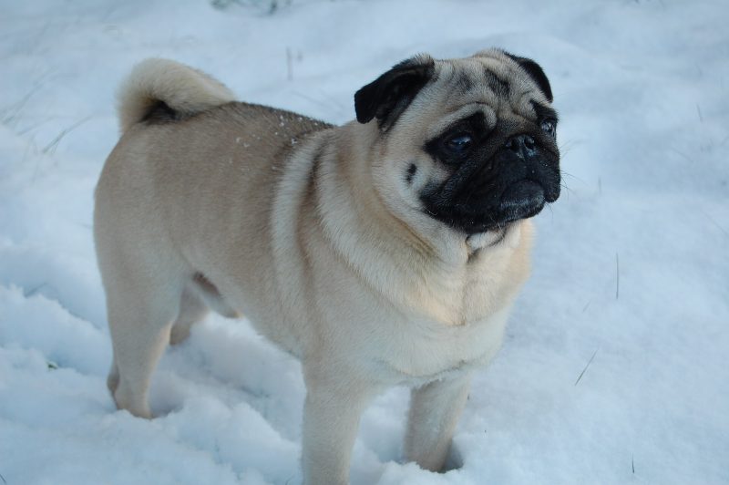 Adult fawn Pug with a black mask standing in snow and looking to the right