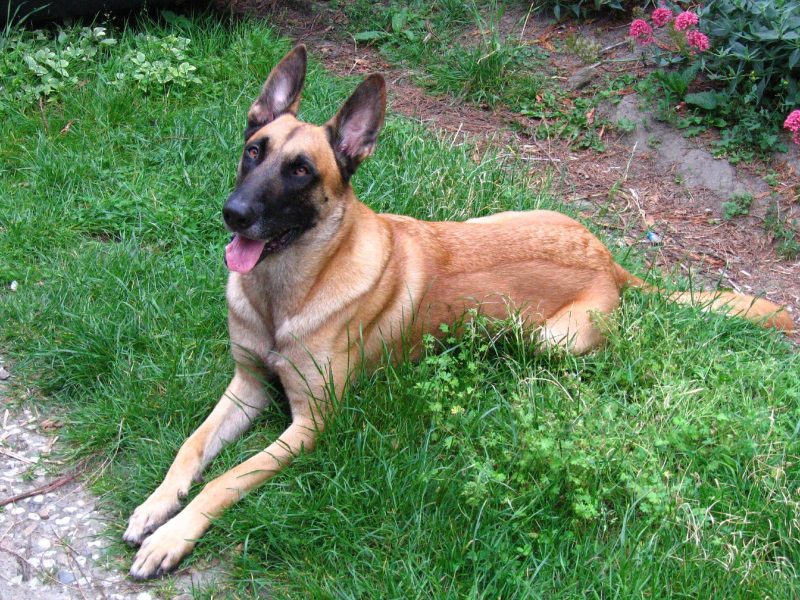 Adult fawn Belgian Malinois with a black mask lying on grass with its tongue out