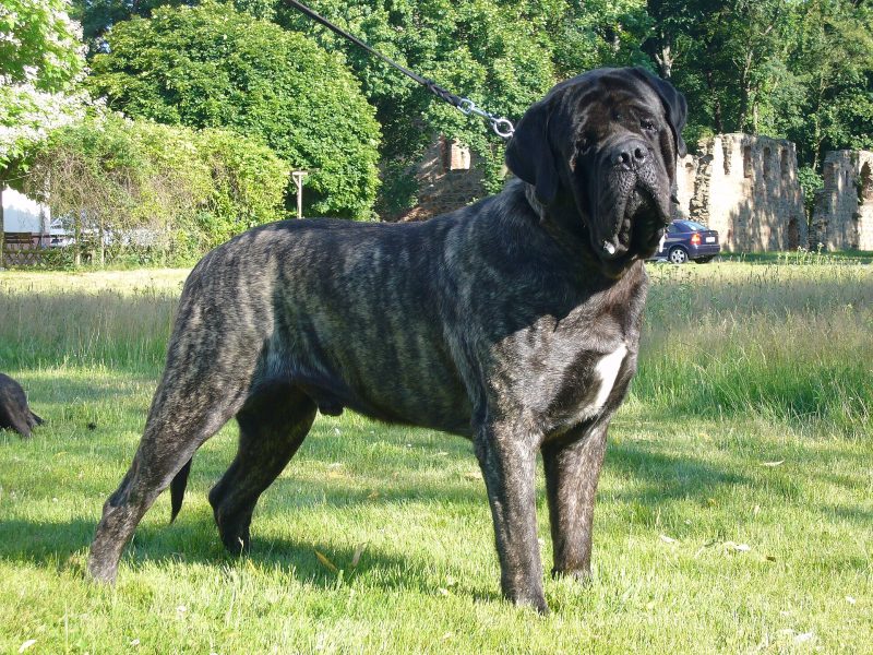 Adult brindle Mastiff with a black mask standing on grass in front of trees