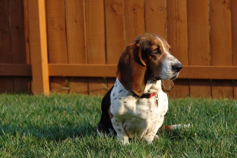 Adult tricolor Basset Hound sitting on a lawn in front of a wooden fence at sunset