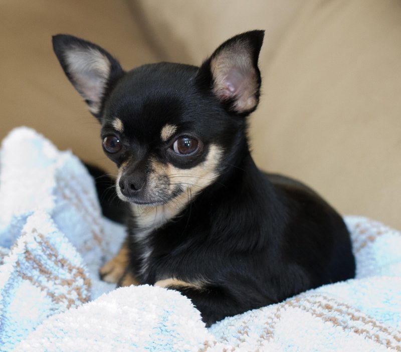 Adult black and tan smooth-coat Chihuahua sitting on a pale blue blanket