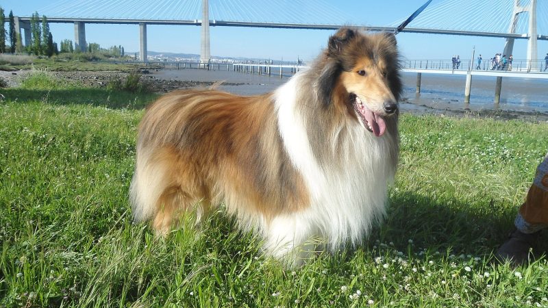 Adult sable and white Rough Collie standing in grass beside a river with a bridge behind
