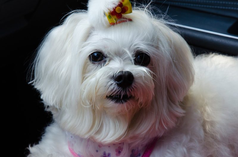 Adult white Maltese in a short coat sitting in a meadow of pale pink wildflowers