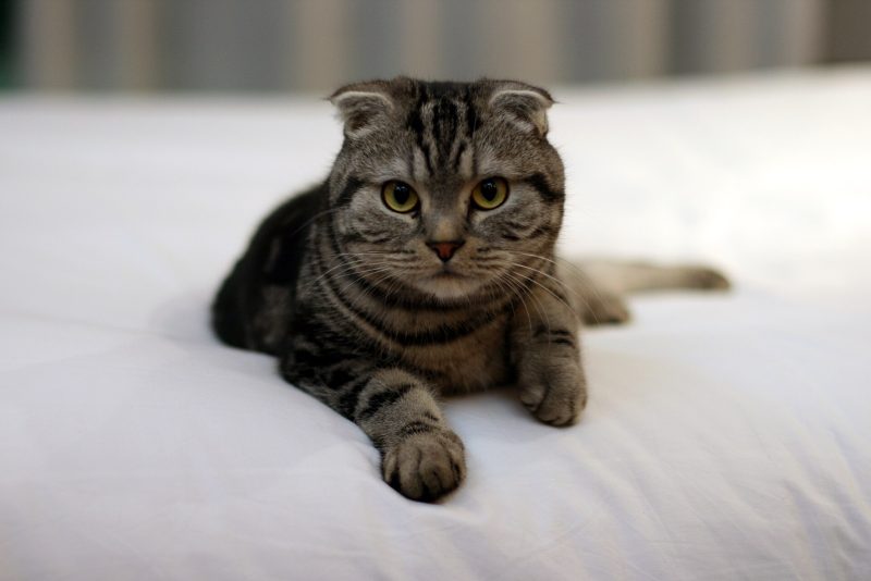Adult brown tabby Scottish Fold cat with folded ears lying on a white bed facing the camera