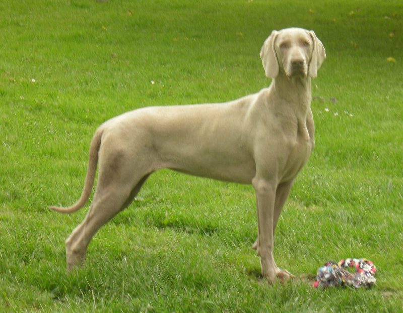 Adult silver-gray short-haired female Weimaraner standing in profile on a lawn