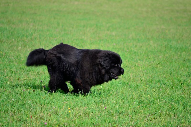 Black Newfoundland dog trotting across a green meadow