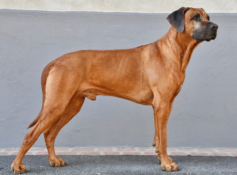 Adult red wheaten Rhodesian Ridgeback standing in profile against a gray wall