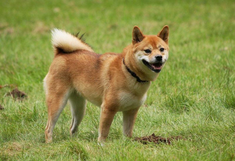 Adult red Shiba Inu standing on grass with its tail curled over its back