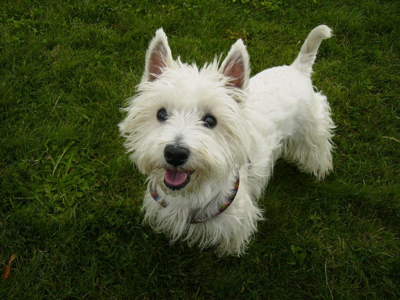 Adult white West Highland White Terrier standing on grass and looking up at the camera