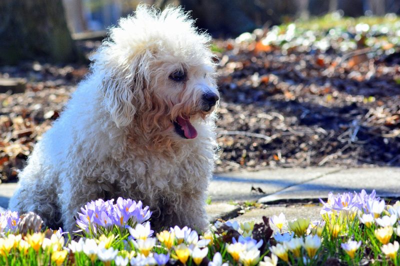 Adult white Bichon Frise sitting among spring crocuses in a garden