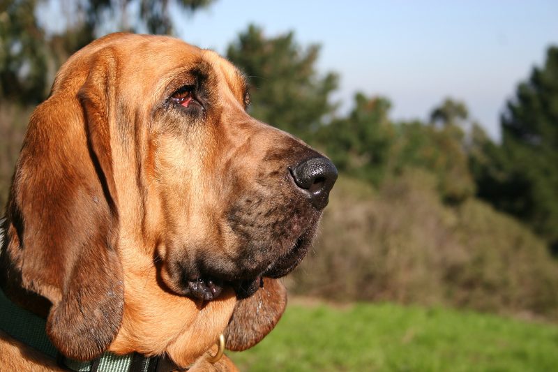Head and shoulders of an adult red Bloodhound in profile outdoors