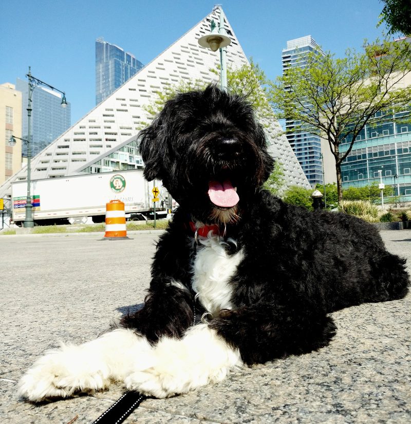 Adult black and white Portuguese Water Dog lying on a city sidewalk in sunshine