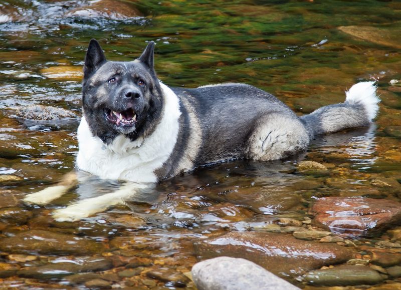 Adult gray and white American Akita lying in a shallow rocky stream