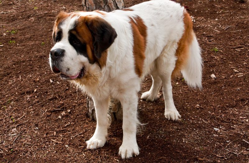 Adult red and white longhaired St. Bernard standing on bare ground under a tree