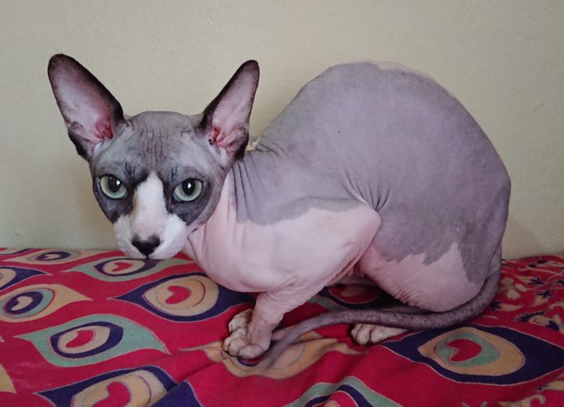 Adult blue and white Sphynx cat crouching on a patterned red blanket and looking at the camera