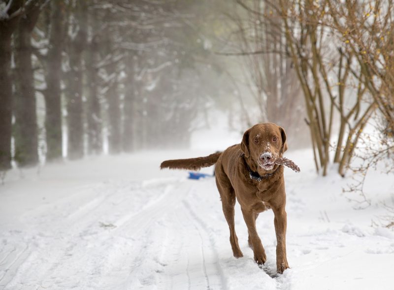 Adult brown Chesapeake Bay Retriever trotting down a snowy lane with snow on its muzzle